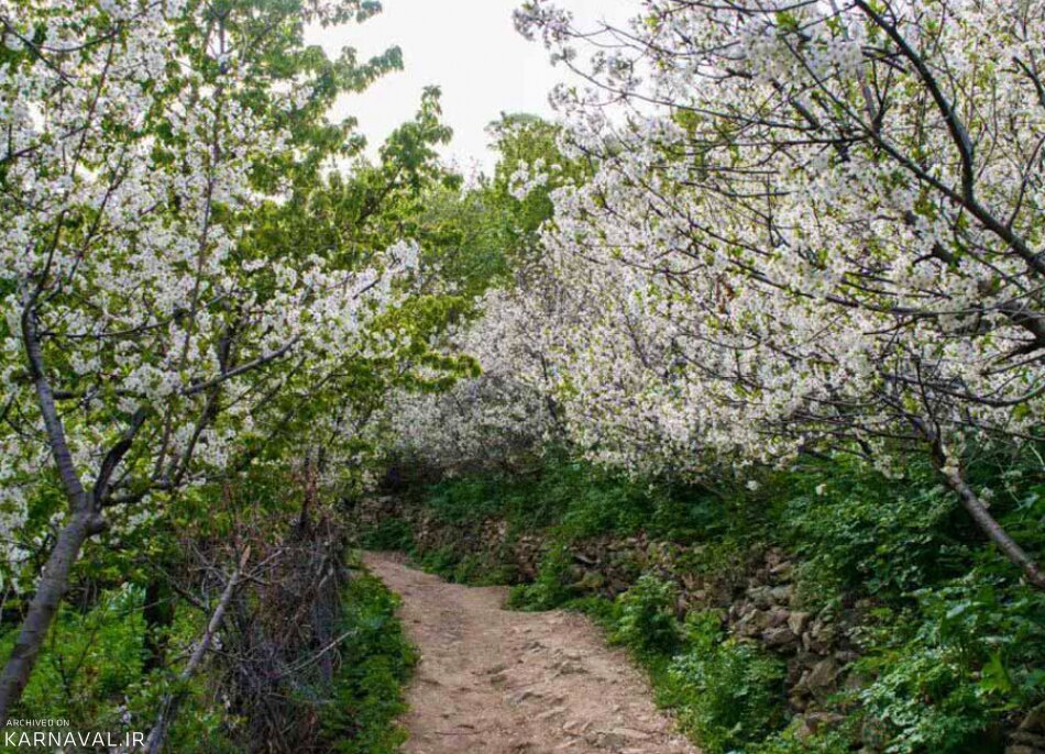 شکوفه باران در تهران