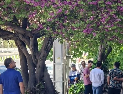 مشهورترین ارغوان های ایران + تصاویر